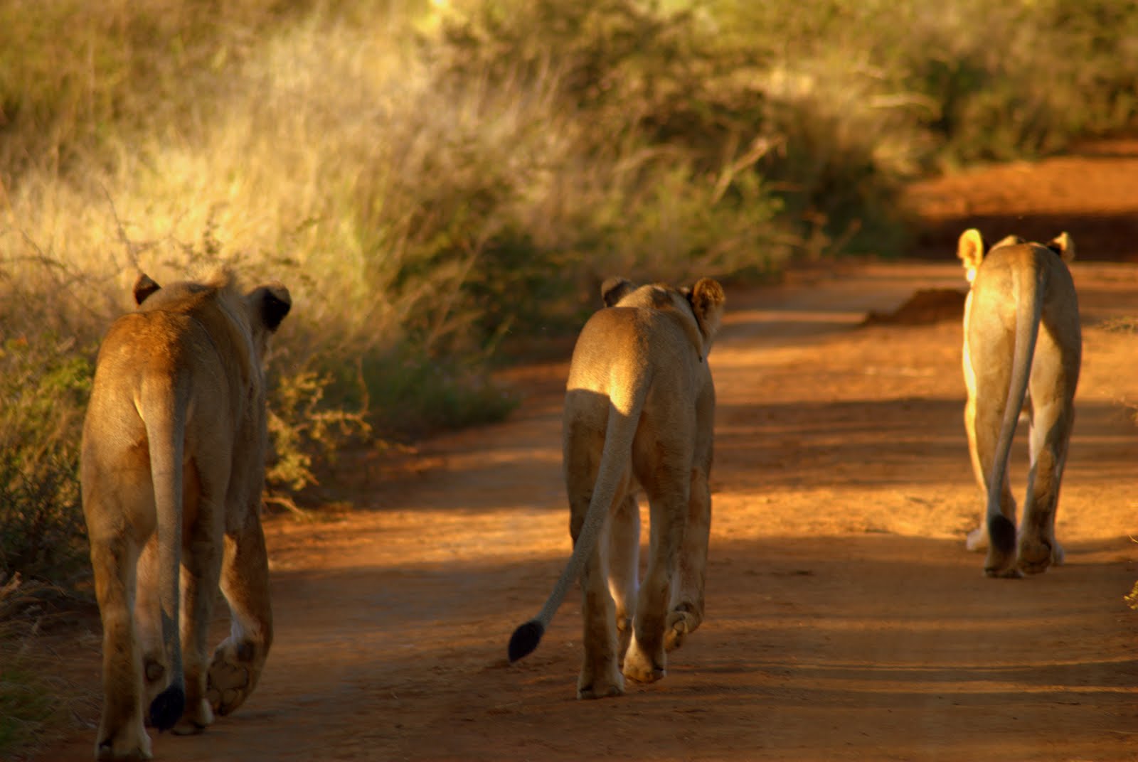 Lions - Etali Safari Lodge - Madikwe Game Reserve - Madikwe Reservations
